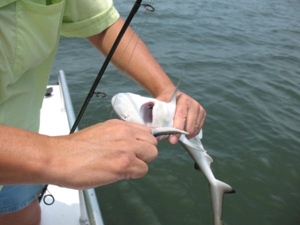 Unhooking small black tip